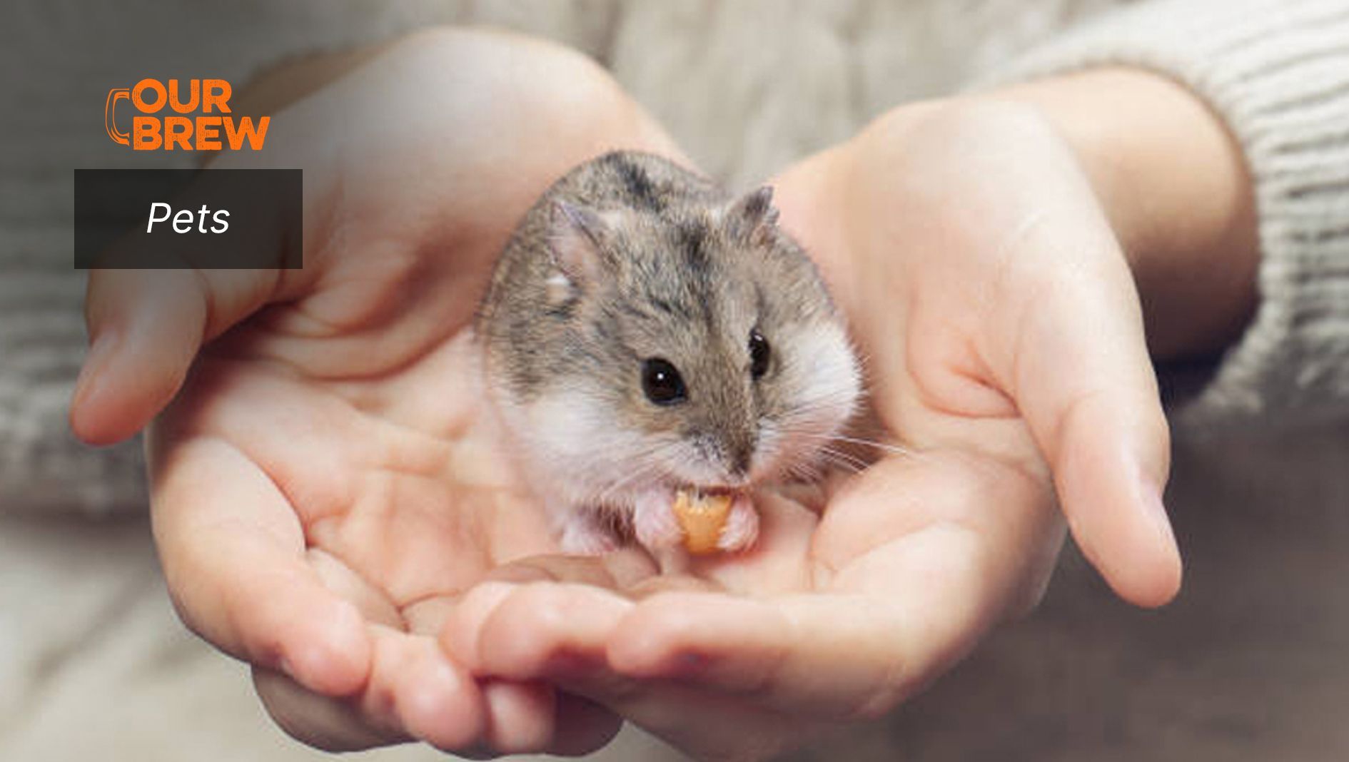 Hamsters as Pets