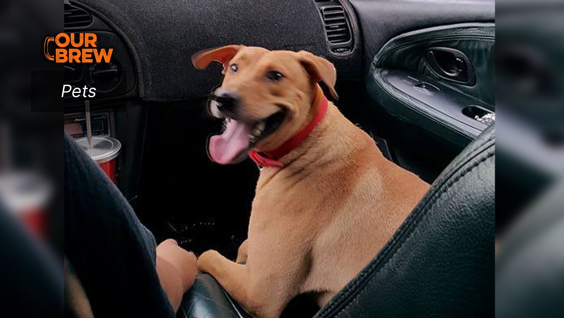 Kidney and Bladder Stones in Cats and Dogs: Causes, Diagnosis, and Treatment