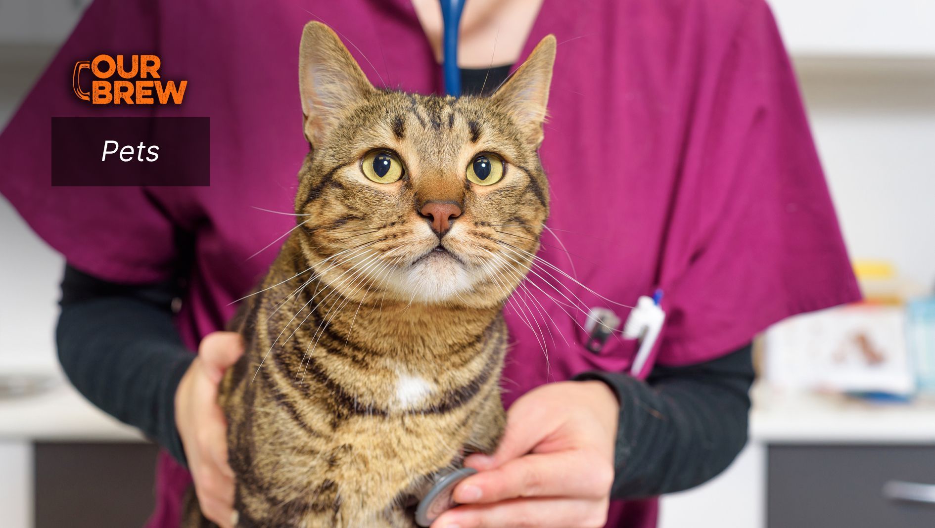 The Cat’s Spleen: Anatomical Structure, Function, Ailments and Treatments