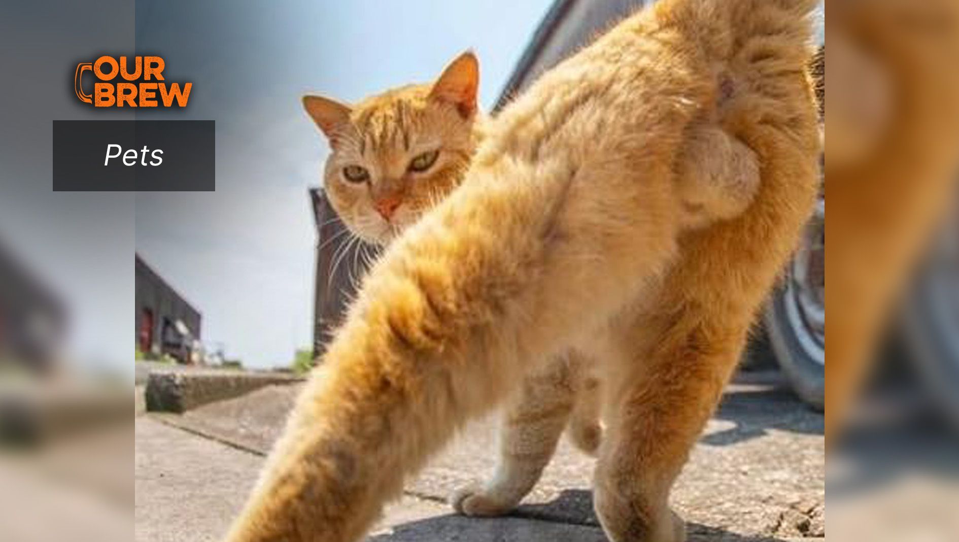 Retained Testicles or Cryptorchidism in Cats: Symptoms, Causes, and Treatment