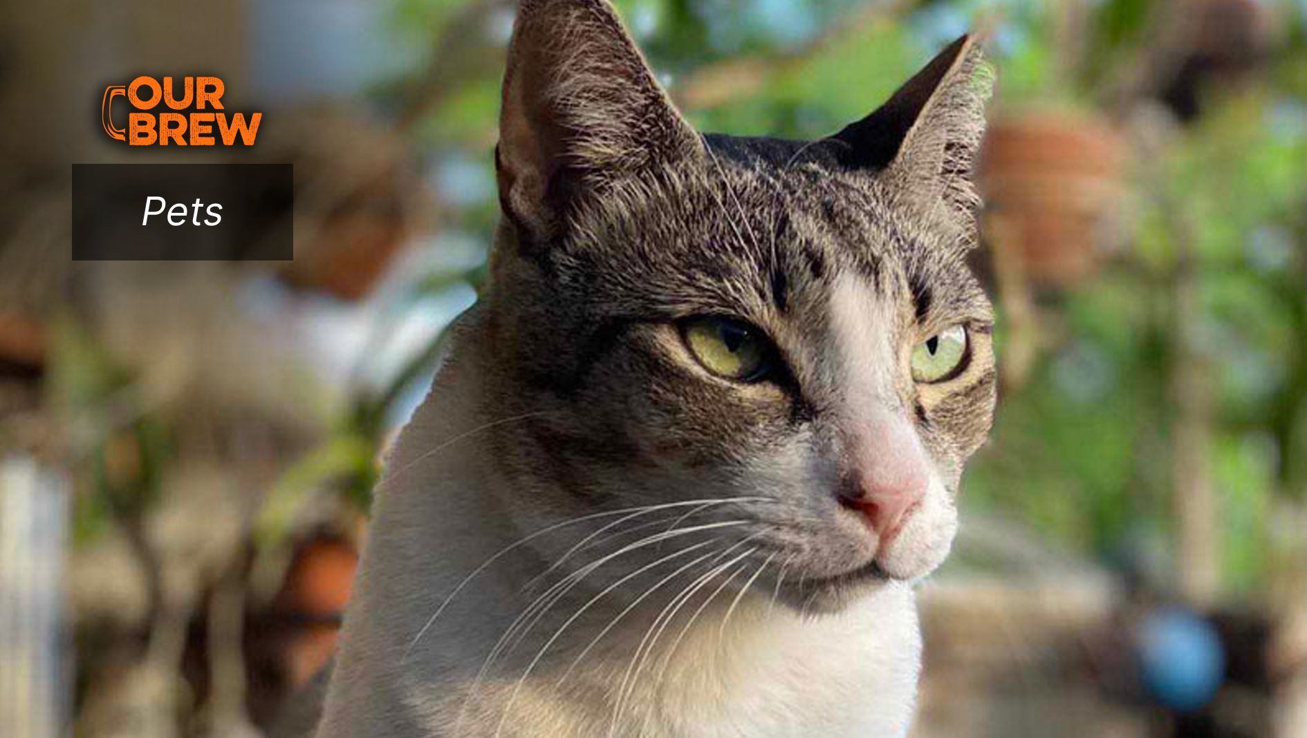 Caring For A Senior Cat: Tips to Keep Them Healthy