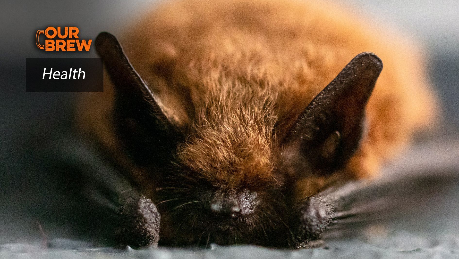 Opinion: The Simplest Way to Prevent the Next Pandemic? Leave Bats Alone