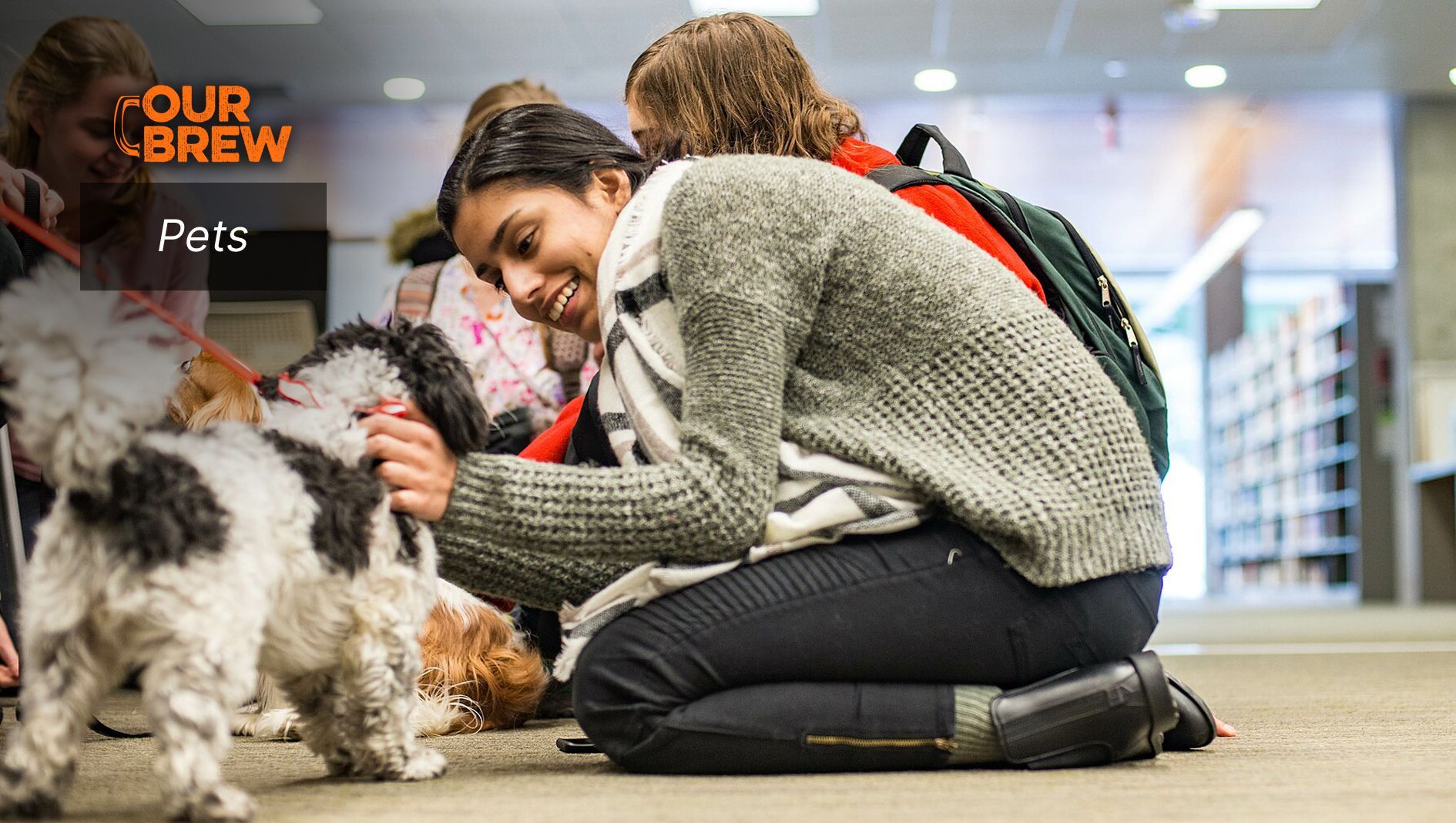 Therapy Dogs in Universities