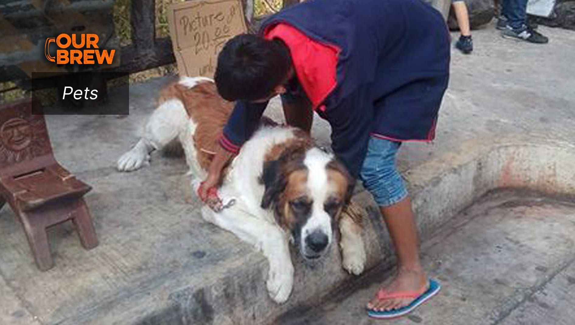 The St. Bernard Dogs in Baguio: Tourist Attractions or Victims of Exploitation?