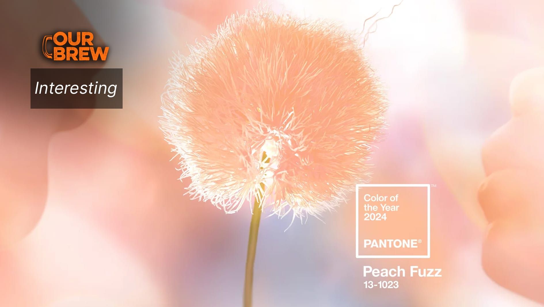 Pantone's Color of the Year is 'Peach Fuzz'