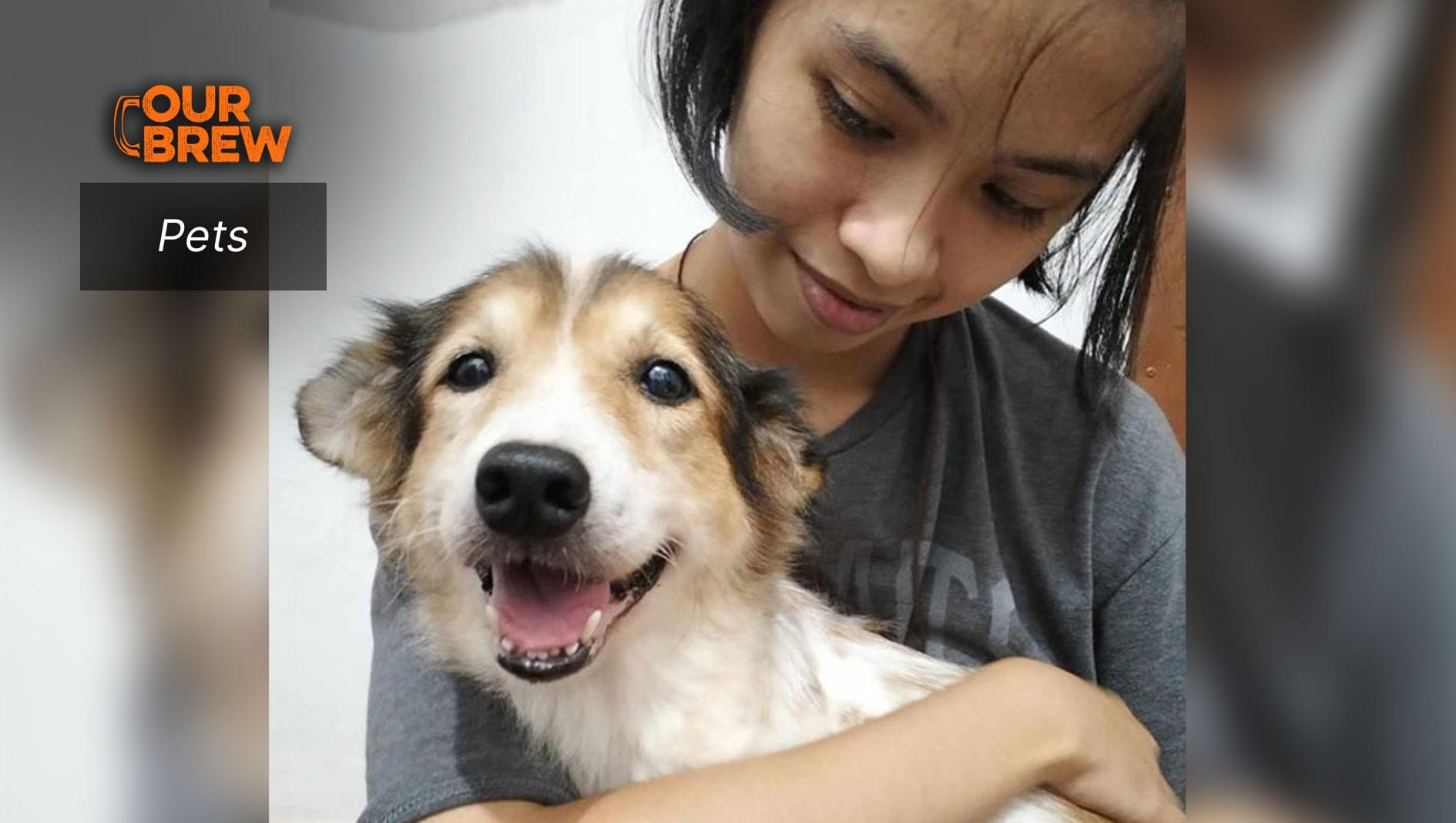 How to Care for Senior Dogs