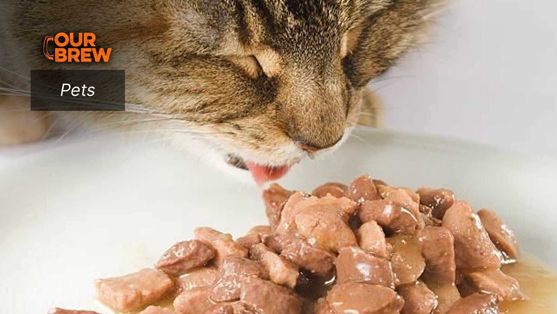 Wet Pet Food: Merits and Considerations