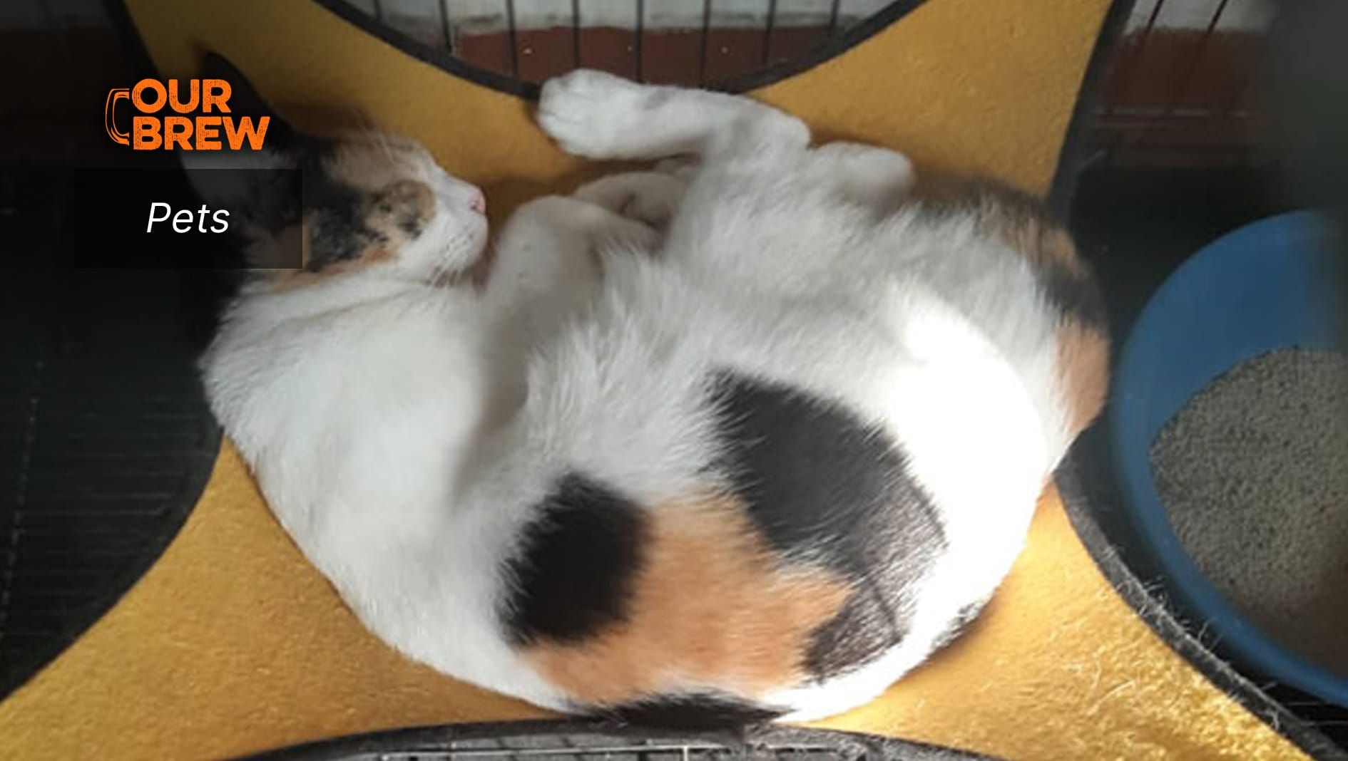 Best Food for Diabetic Cats