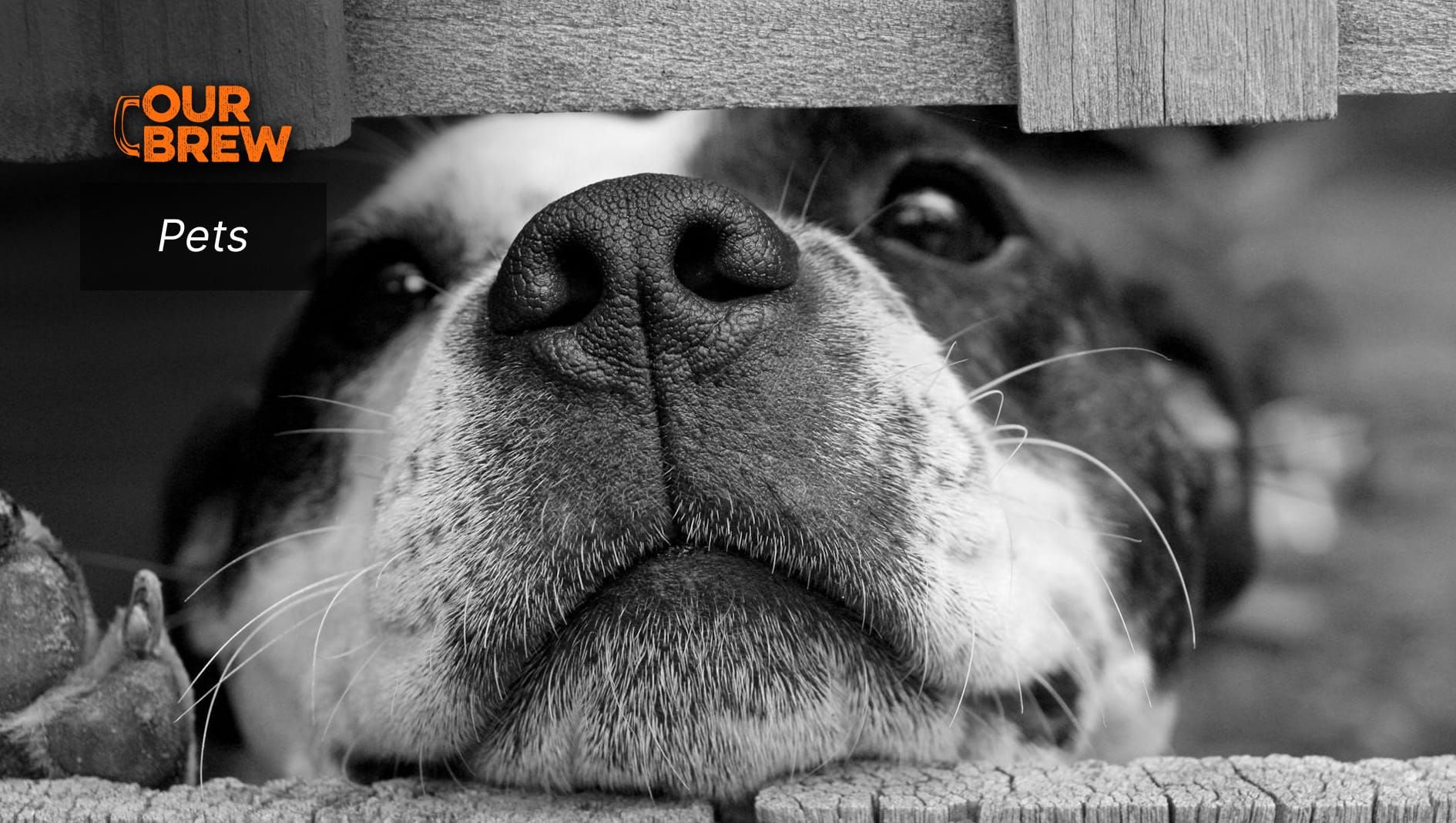 Why Do We Rescue Stray Dogs?