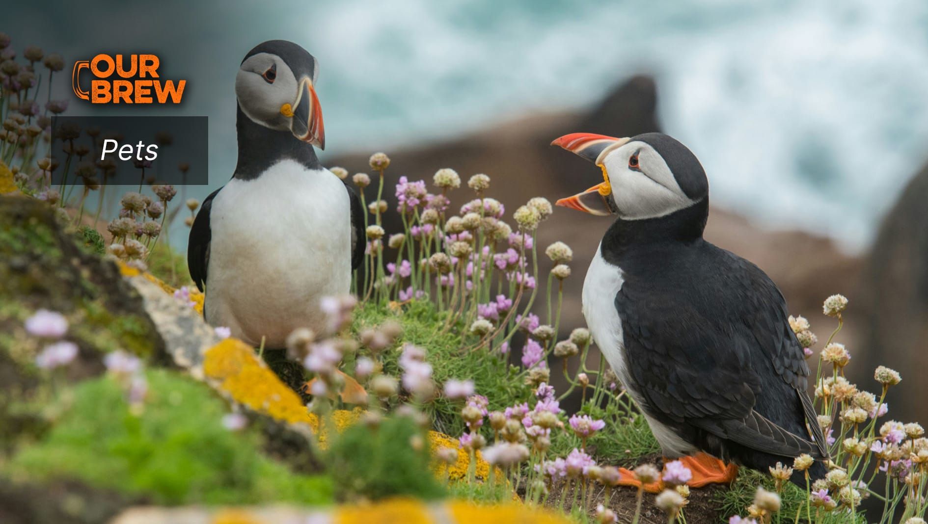 Book Review: How Much Can Animals Really Communicate?