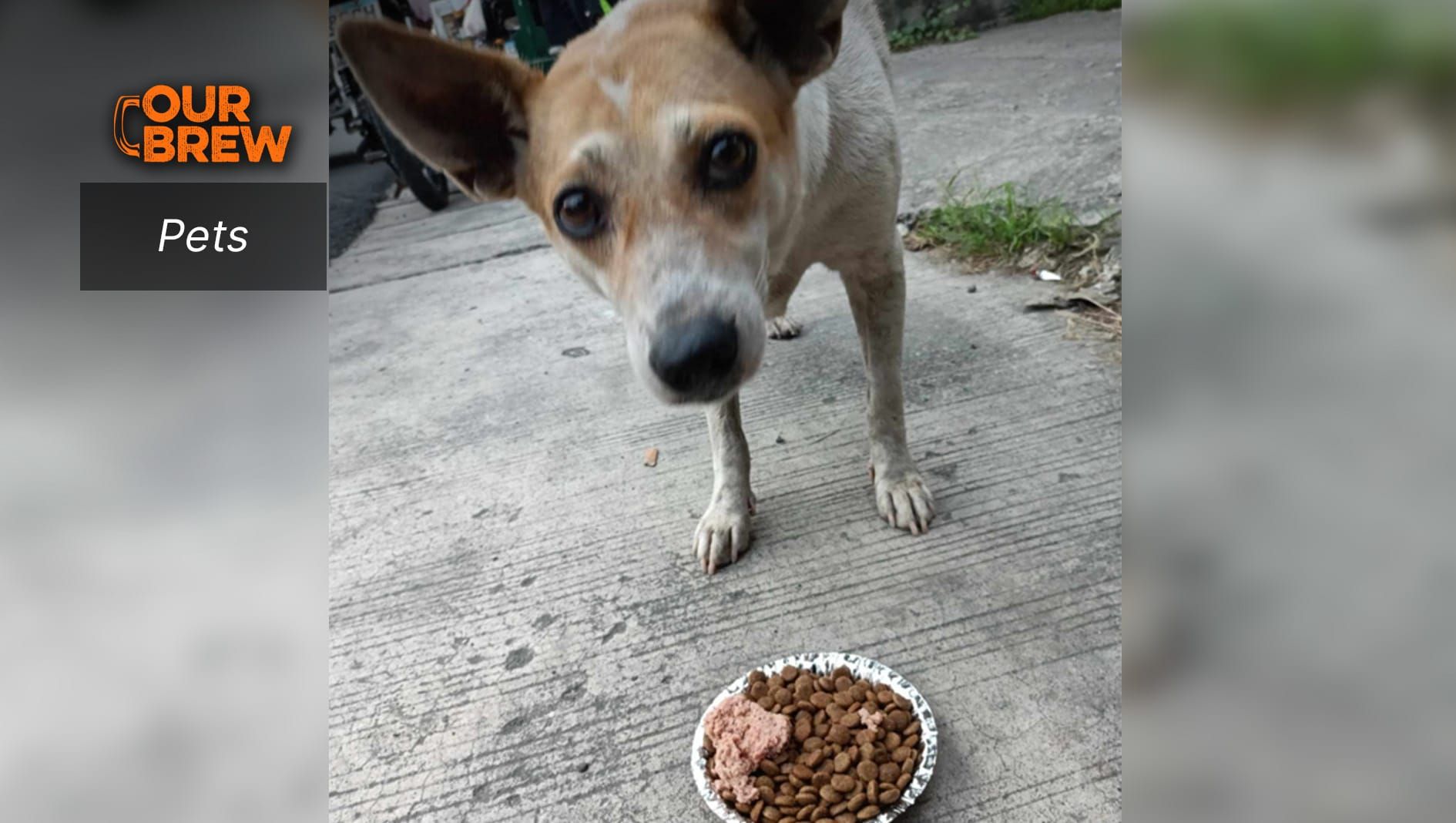 Continuing Animal Welfare Work: Save ALL Feeds the Hungry, Educates Humans on the Law Against Animal Cruelty