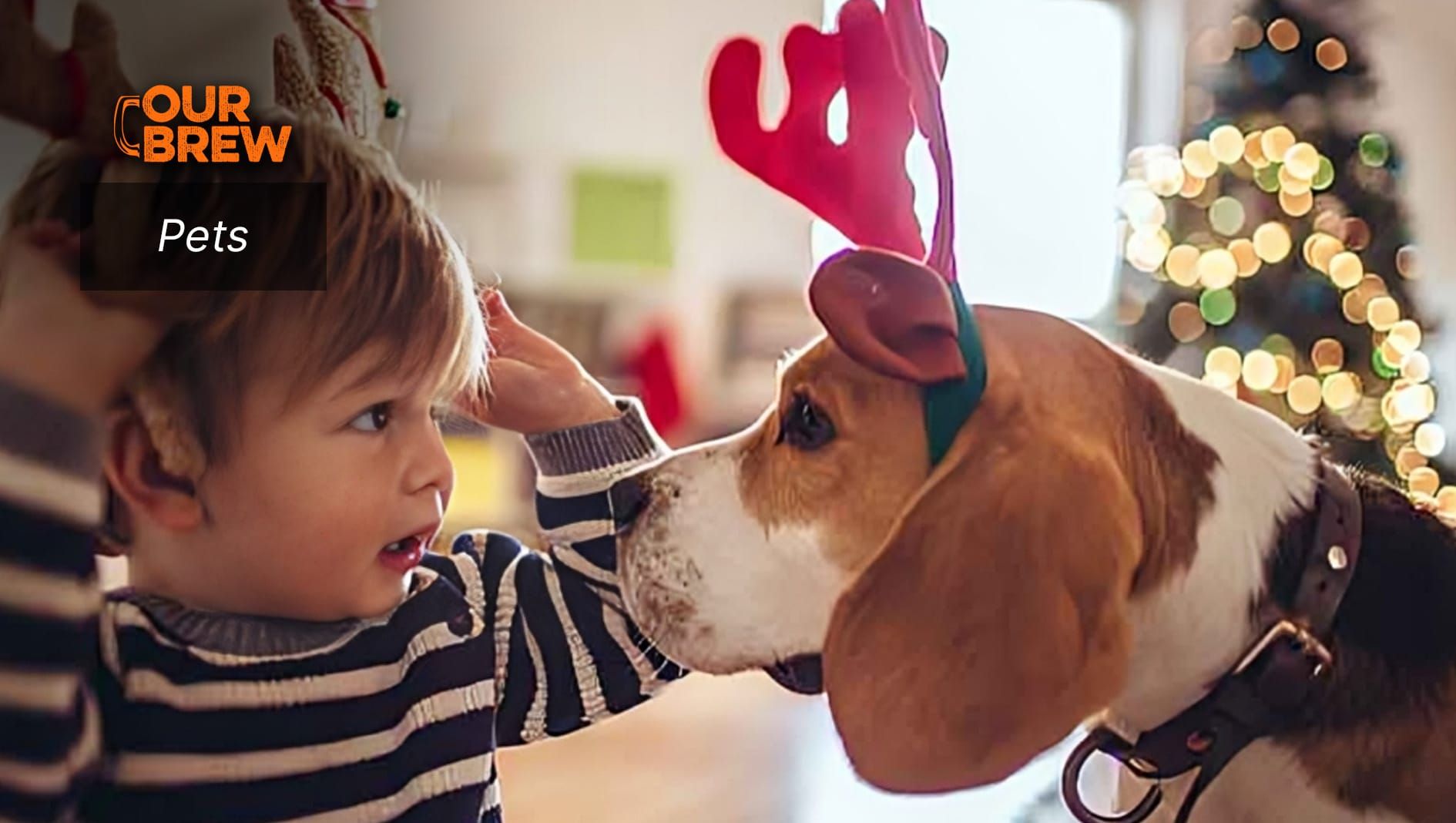 Spreading Holiday Cheer with Your Furry Friends