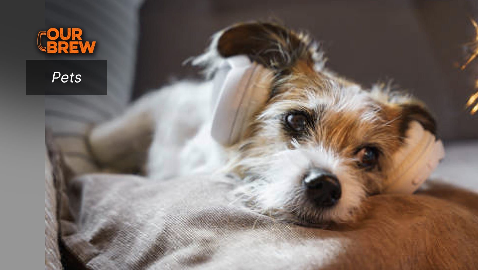 Welcoming 2025: Keeping Your Pets Safe