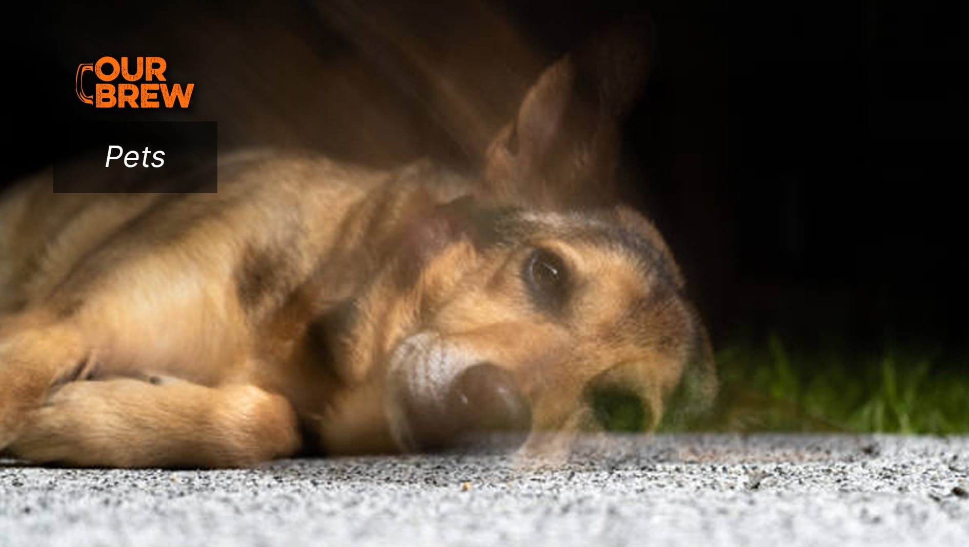 The Fascinating Concept of Animal Reincarnation