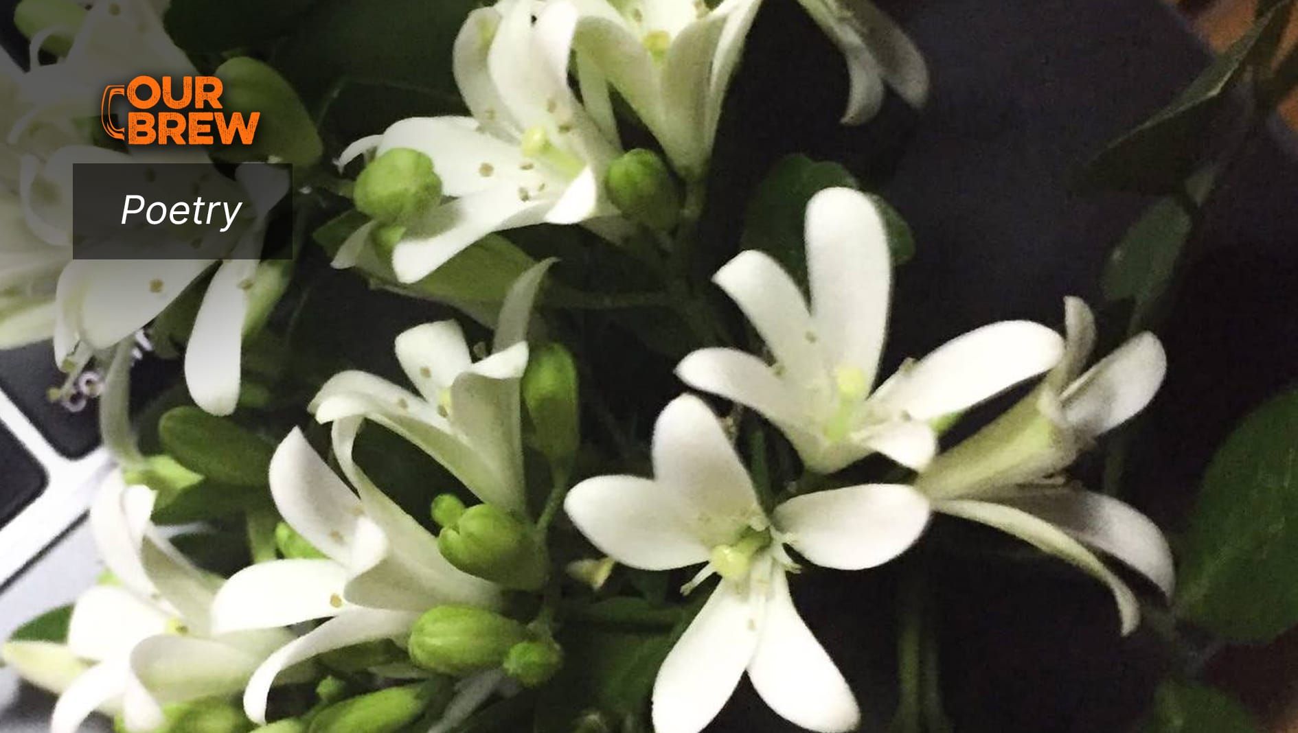 A Sprig of Kamuning