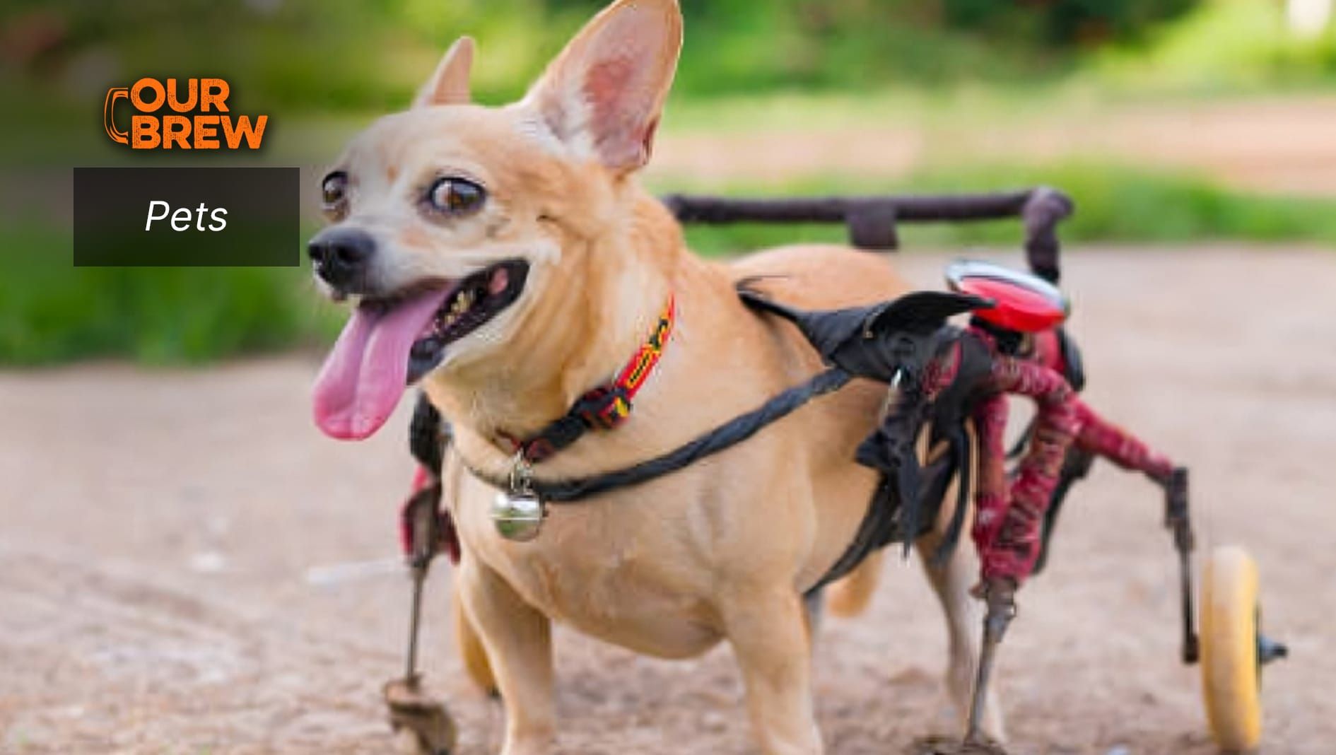 Understanding Pets With Special Needs