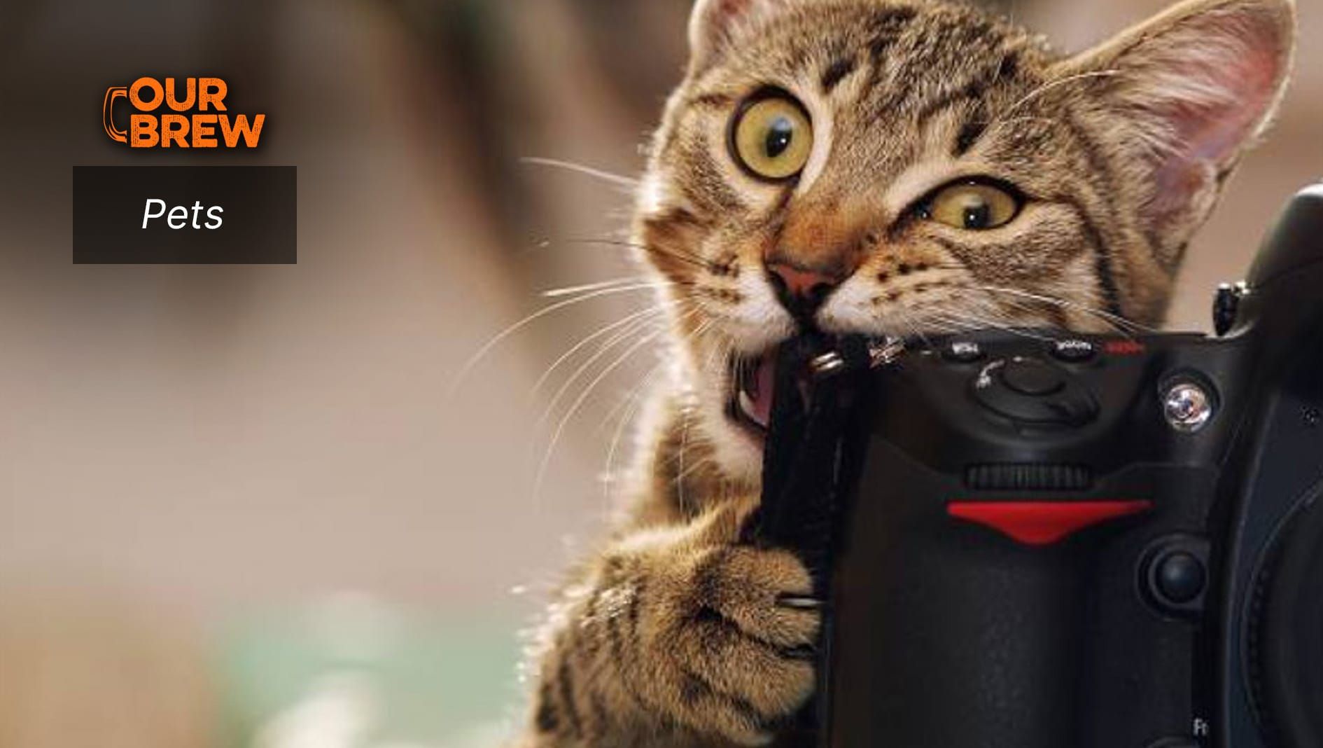 The Effects of Gadgets on Pets