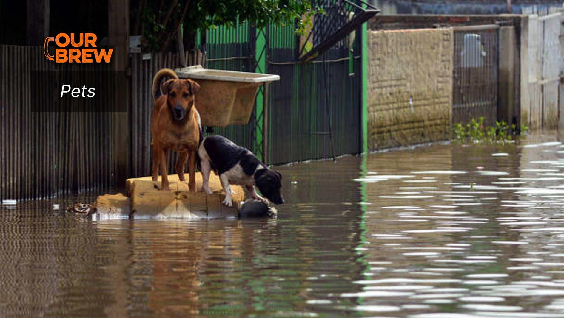 Pet Illnesses Following a Flood