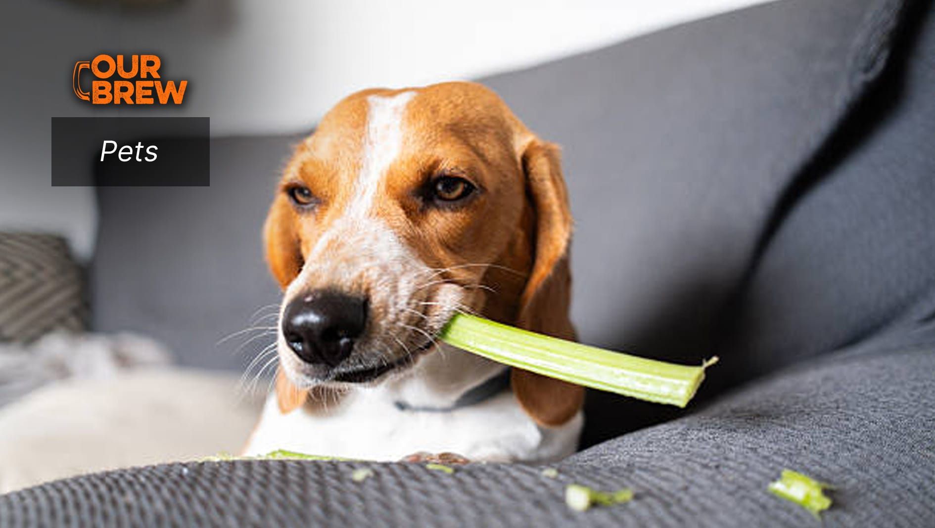 Unpacking Dogs’ Love for Raw Vegetables
