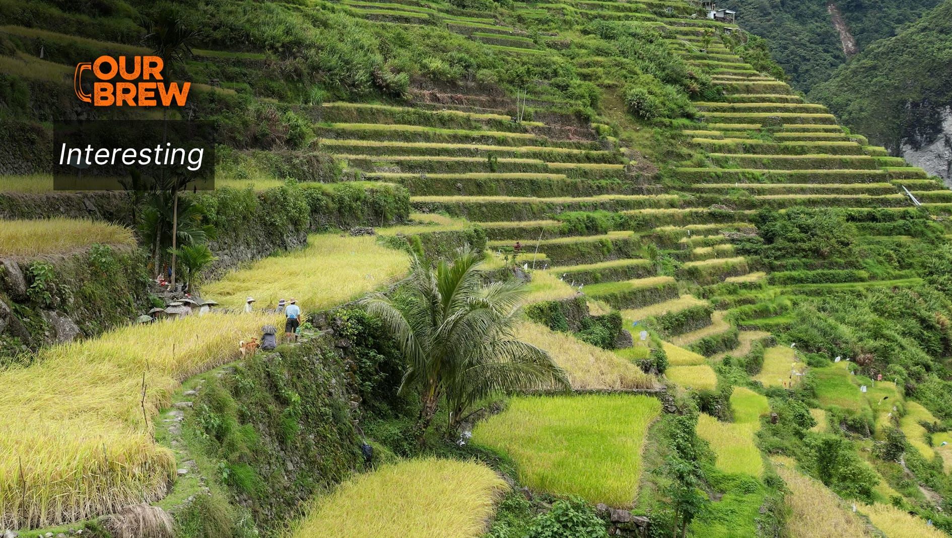 How Mountain Terraces Have Helped Indigenous Peoples Live With Climate Uncertainty