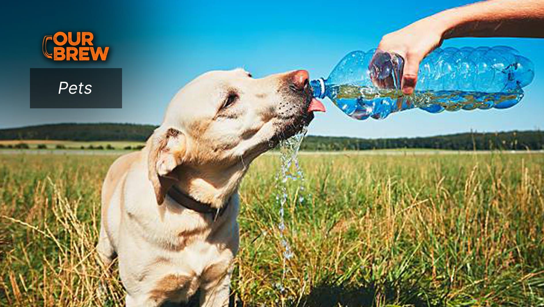 How to Keep Your Dog Safe During Extreme Hot Weather