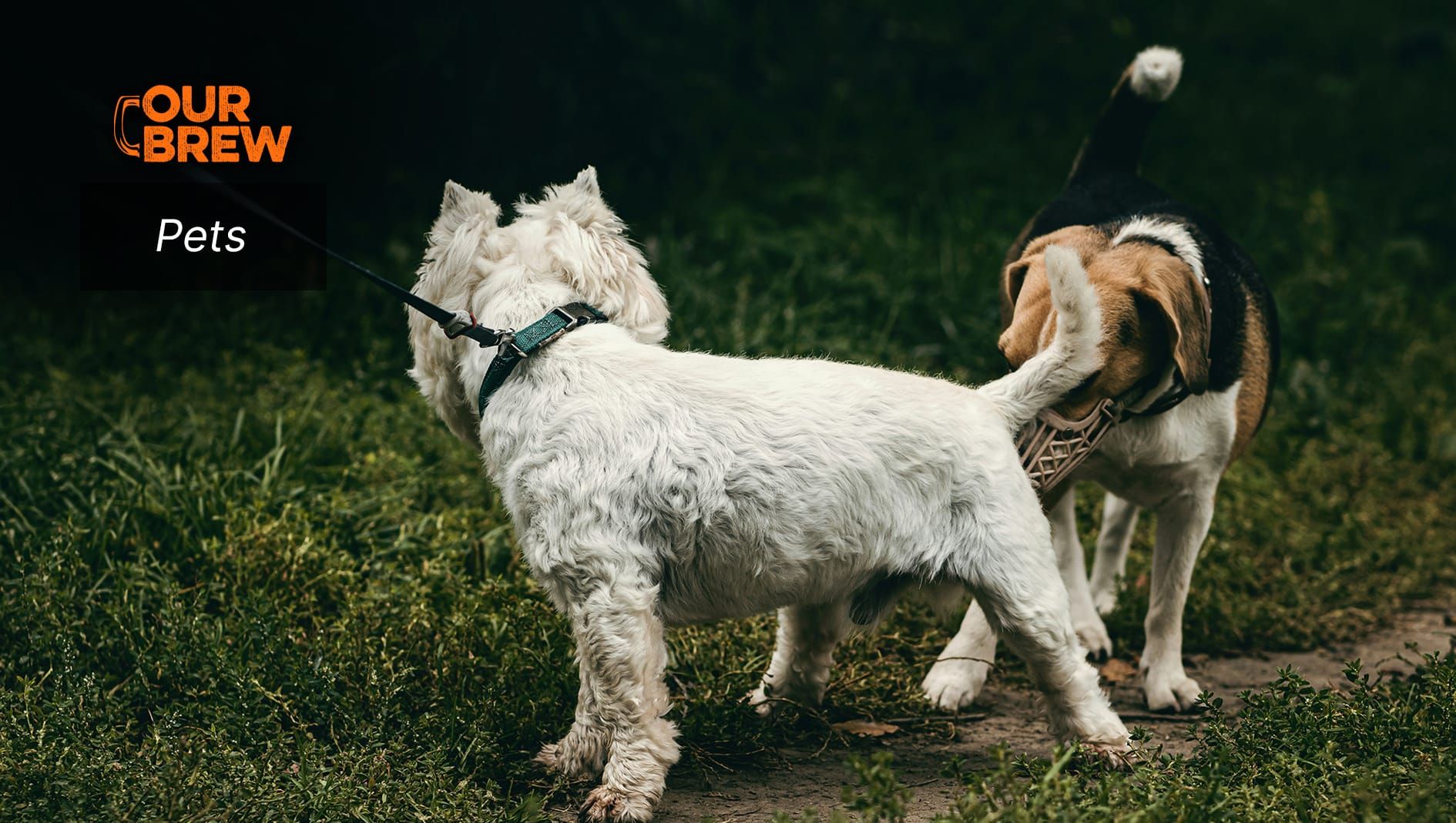 Dog Humping Decoded: Causes and How to Manage It
