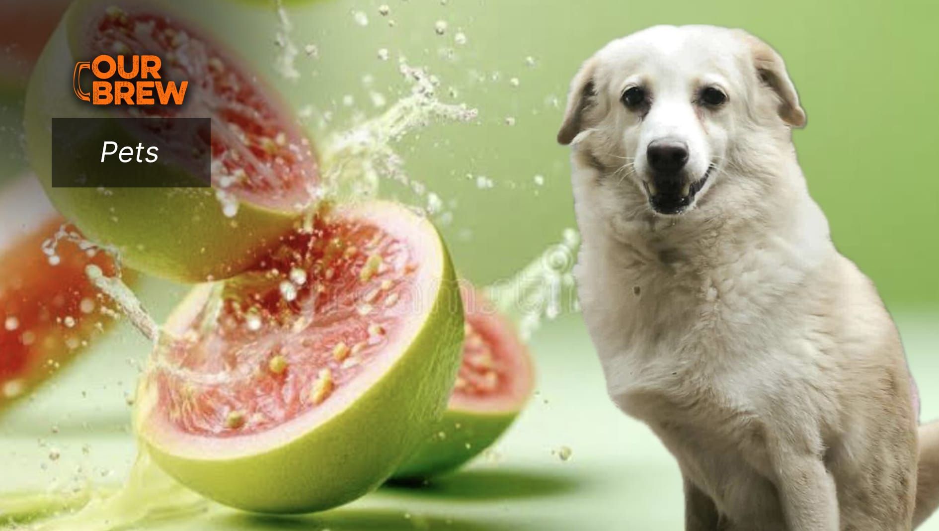 Is Guava Safe for Dogs?