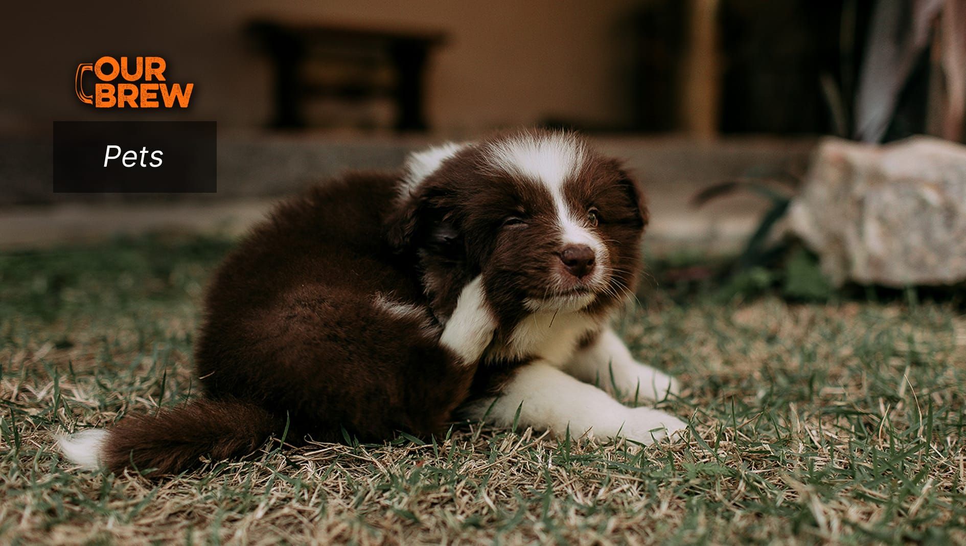 Natural Ways to Rid Your Pets of Fleas