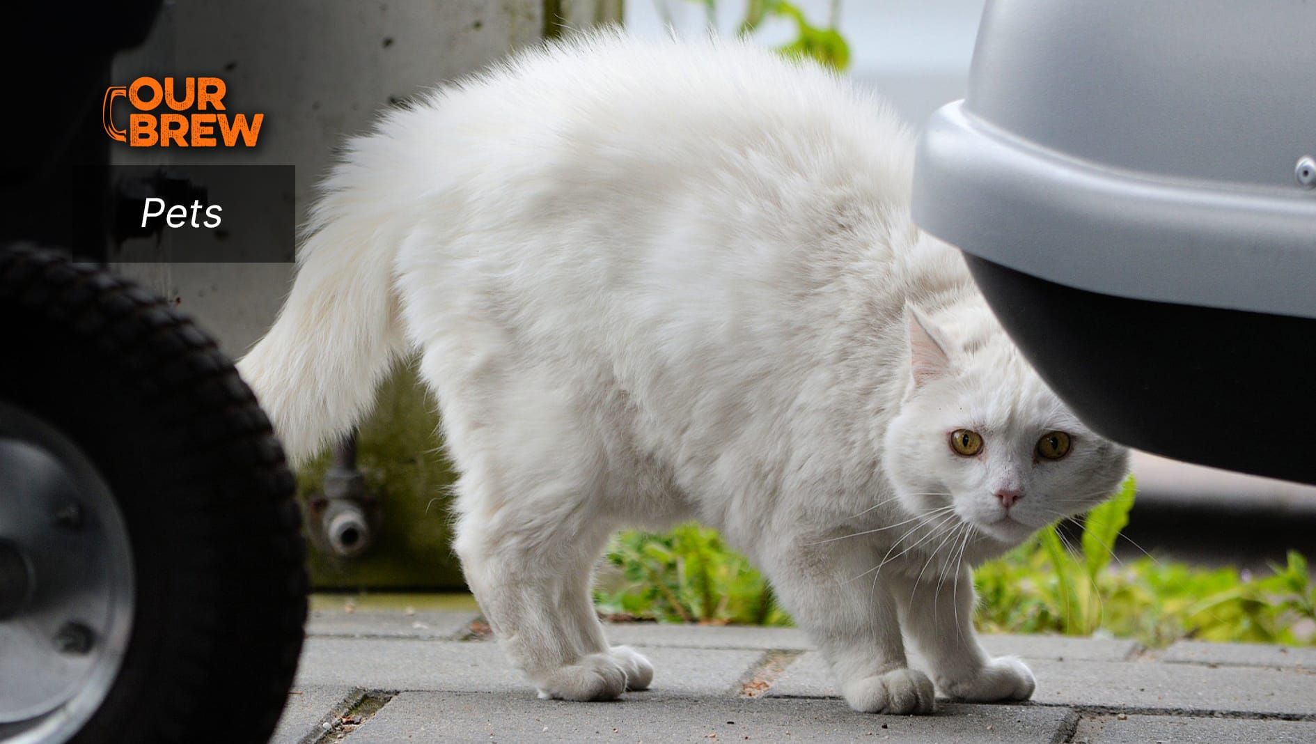 What Cats Fear: Understanding and Soothing Your Feline’s Hidden Anxieties