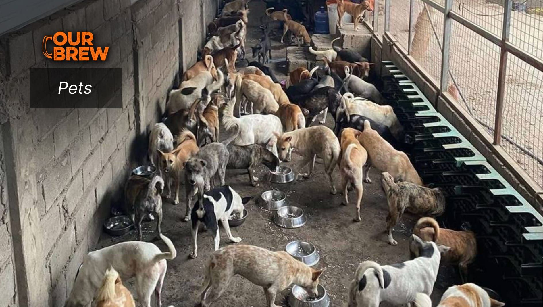 Animals, Not Just Humans, Get Aid After Earthquake in Mindanao