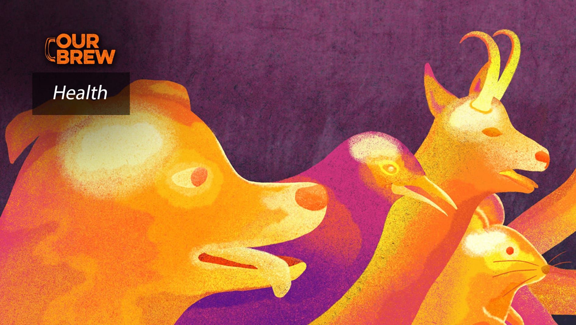 They Call It Stupid Hot for a Reason: Heat Muddles Animal Brains