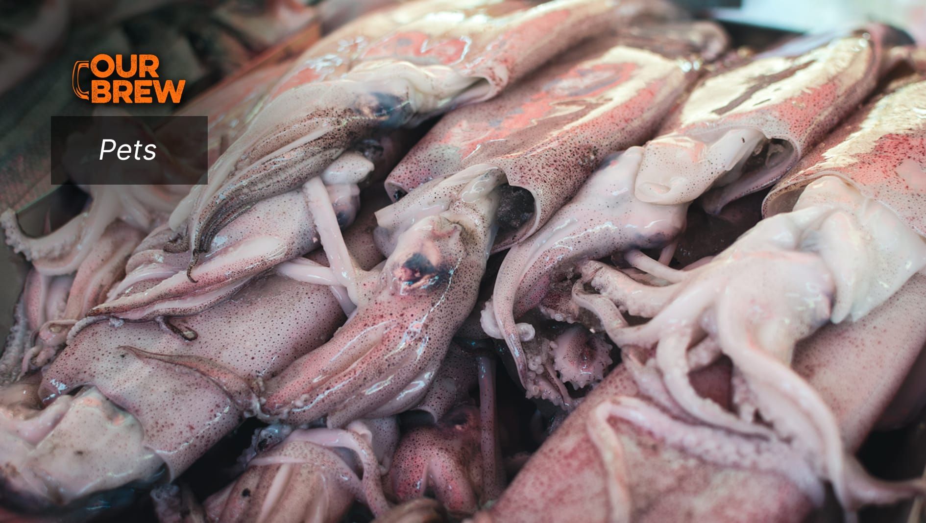 Is Squid Safe for Cats?