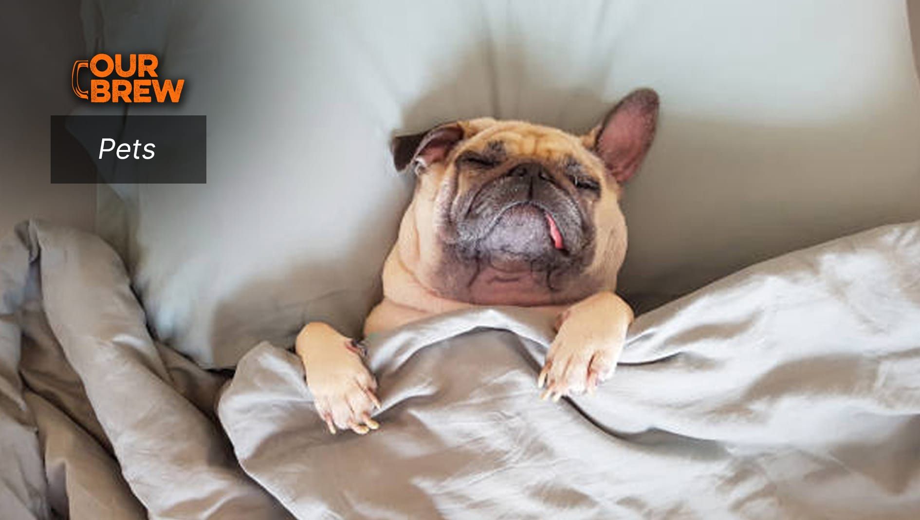 Understanding Dog Snoring