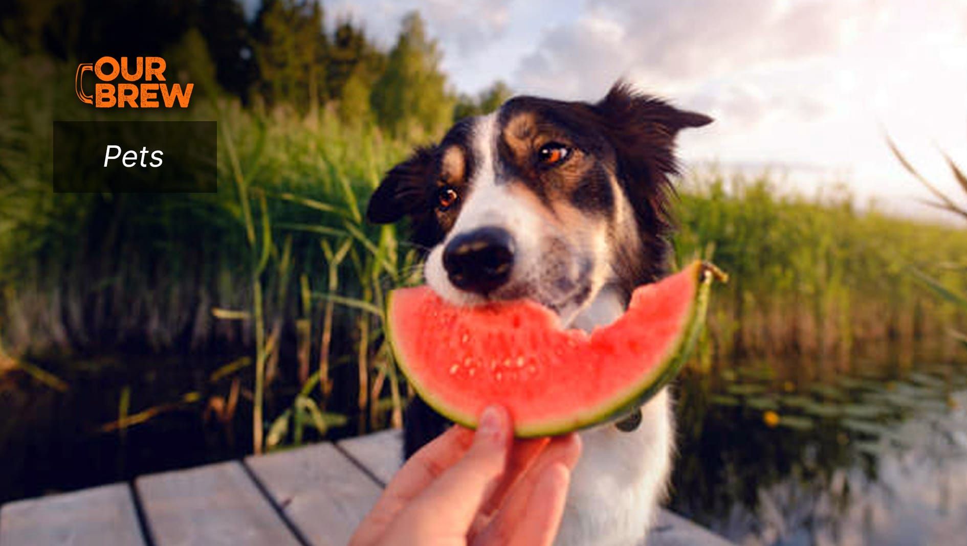 Fruits That Are Safe for Dogs