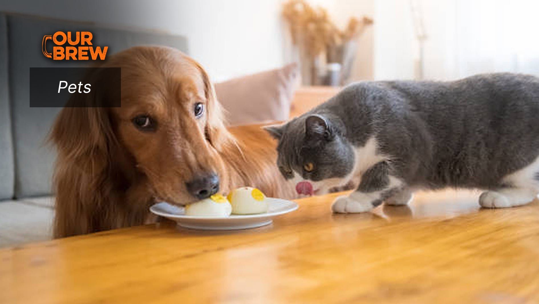 How Much Egg Can Pets Eat?