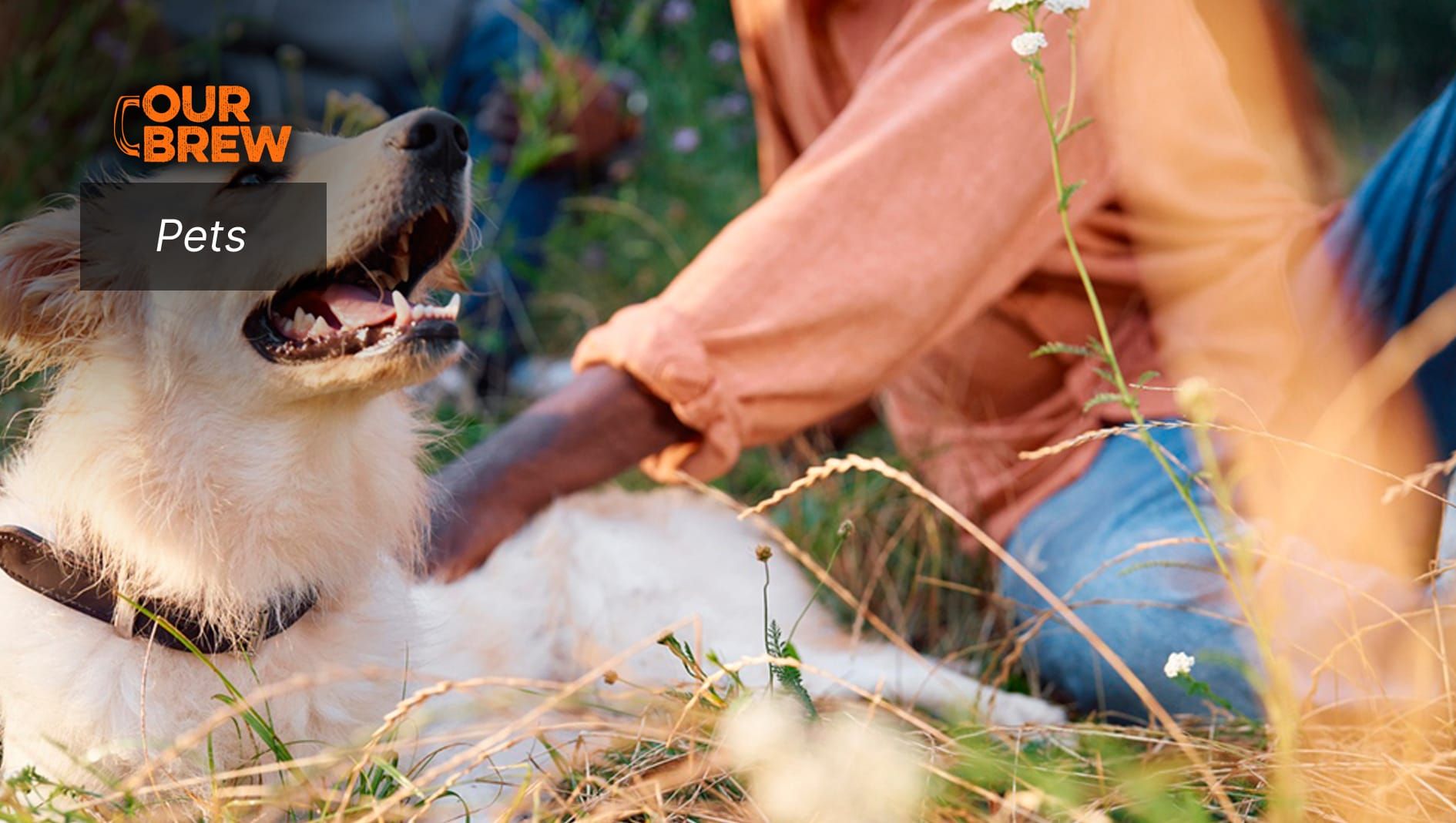 Rainy Days, Hidden Risks: Why Year-round Preventive Care Matters for Dogs