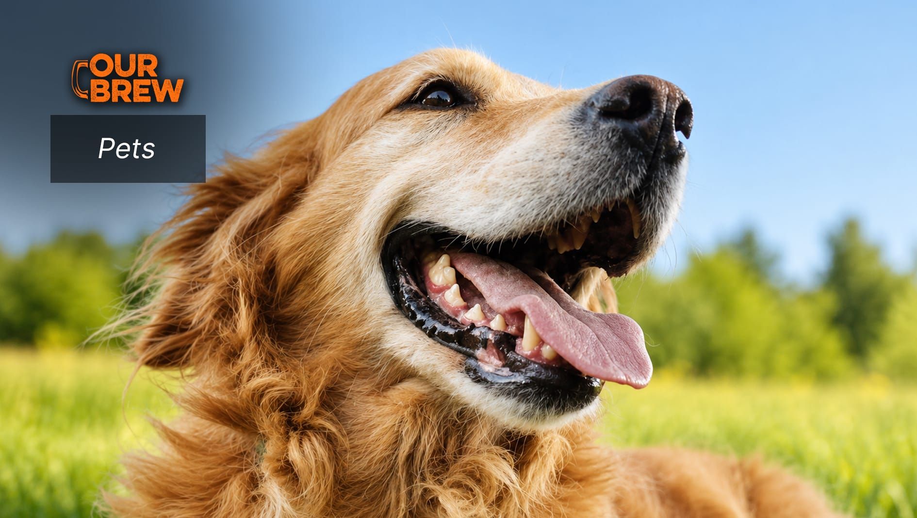 How to Know If Your Dog Is Genuinely Happy: The Science Behind Canine Joy