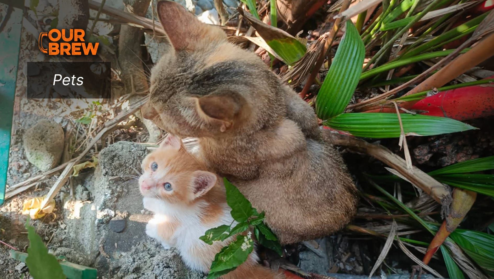 A Mother’s Love: The Feline Way