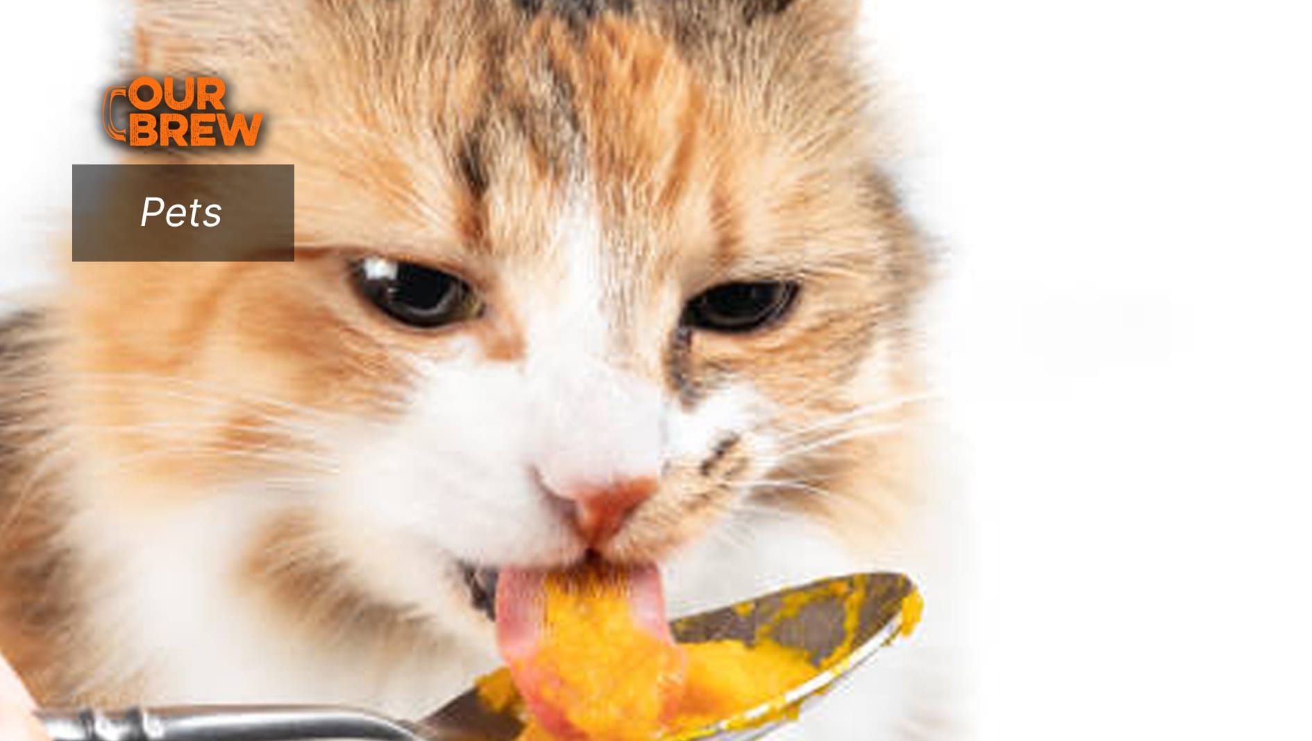 Pumpkin Seeds Are Natural Dewormers for Cats and Dogs