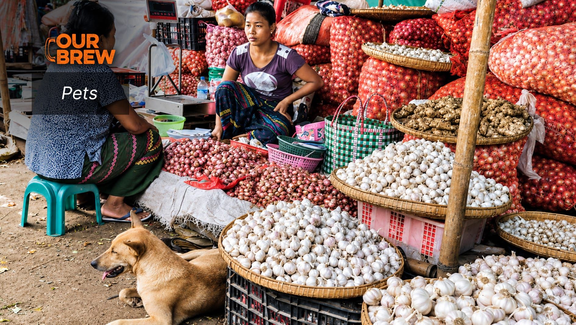 Garlic Toxicity in Pets: Understanding the Risks and Effects