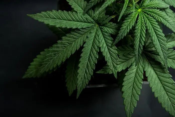 Qual a visão dos evangélicos em relação à descriminalização da maconha?