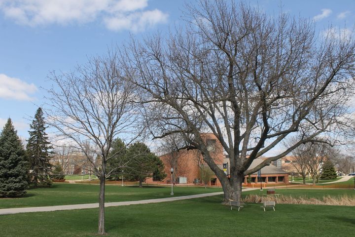 Renovation of green leads to removal of trees