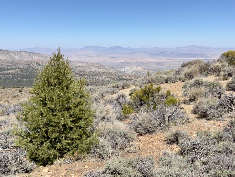 Pacific Crest Trail - Day 31