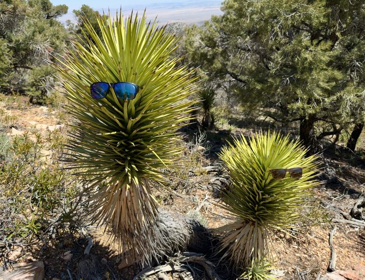 Pacific Crest Trail - Day 33