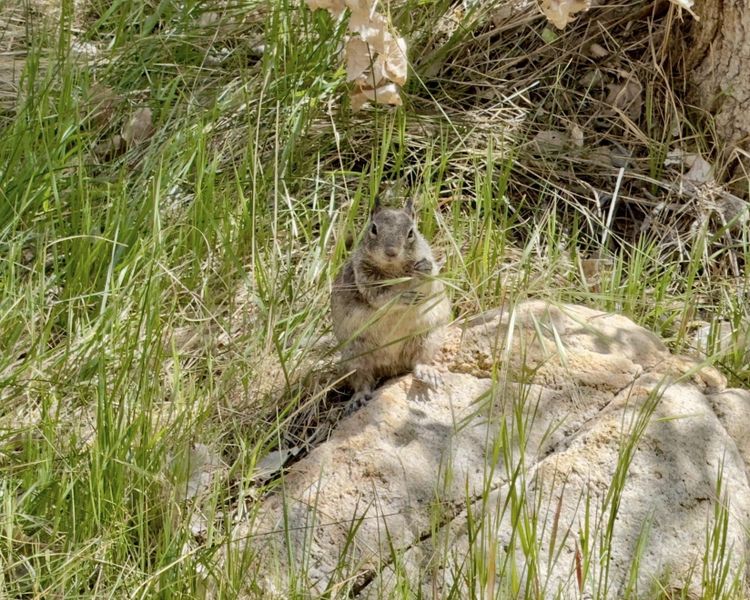 Pacific Crest Trail - Day 35