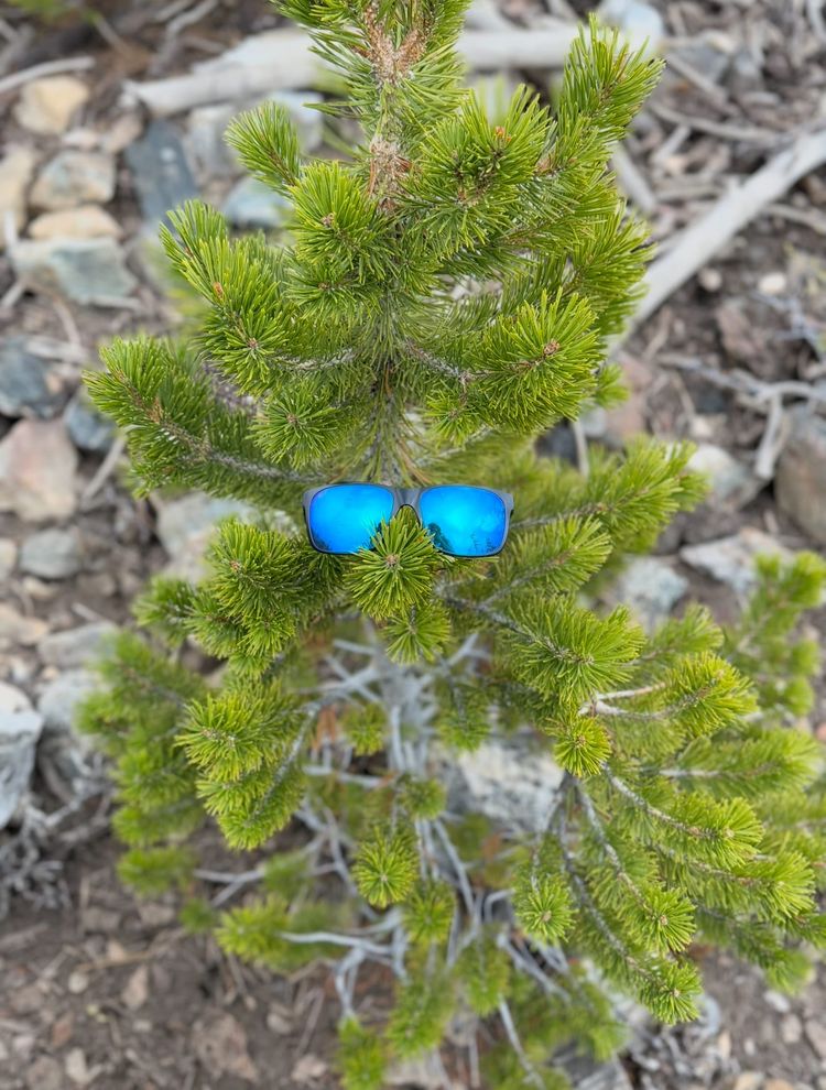 Pacific Crest Trail - Day 41 - Mount Baden-Powell