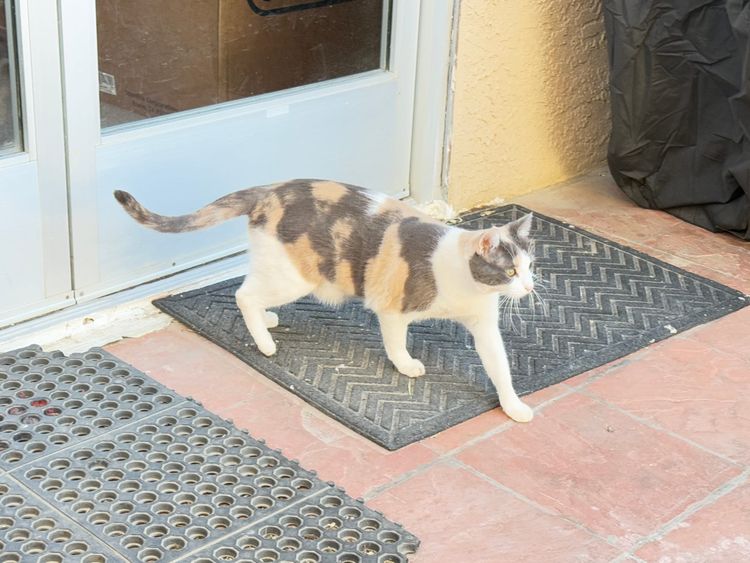 Pacific Crest Trail - Day 51