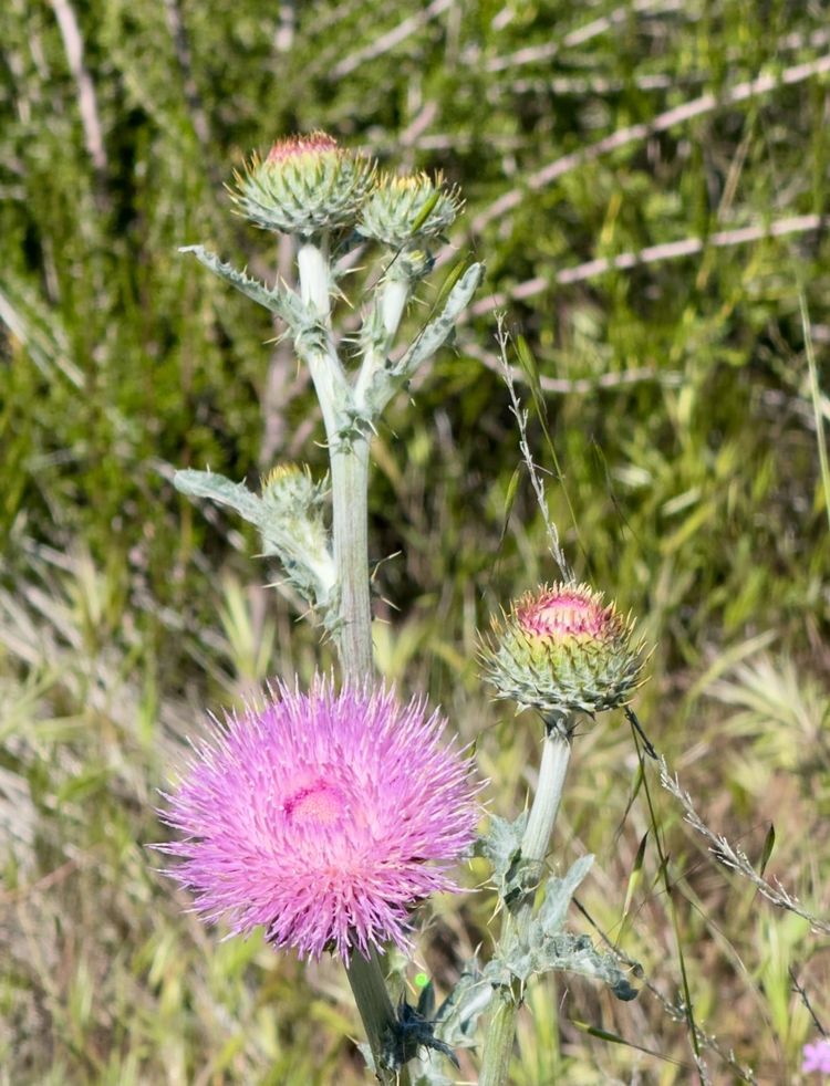 Pacific Crest Trail - Day 47
