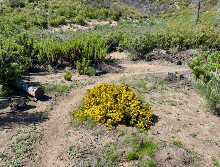 Pacific Crest Trail - Day 49