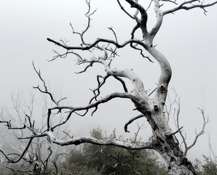 Pacific Crest Trail - Day 44 - Spooky Sunday